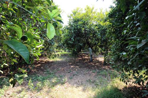 Gold Altınkaya Camping Apart