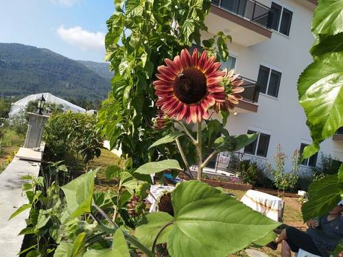 Begonvilla Homes Karaöz