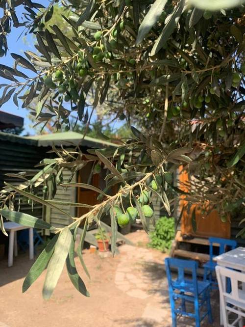 Pina Bungalov Restaurant