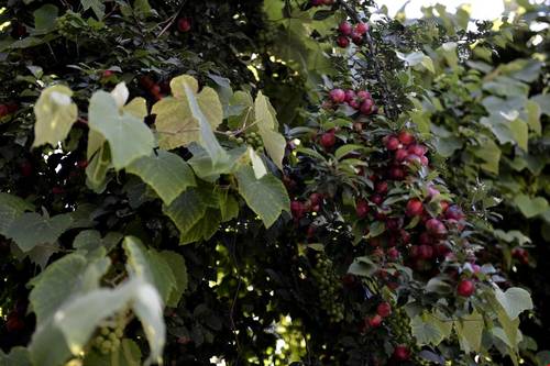 Büyükada Prenses Koyu