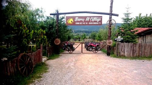 Daday Baris At Çiftligi