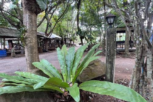 Pang Mai Resort