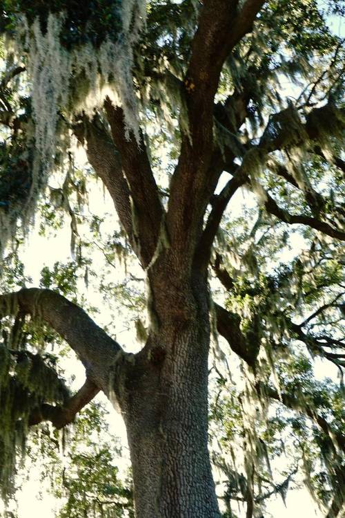Savannah Ga Hwy 17