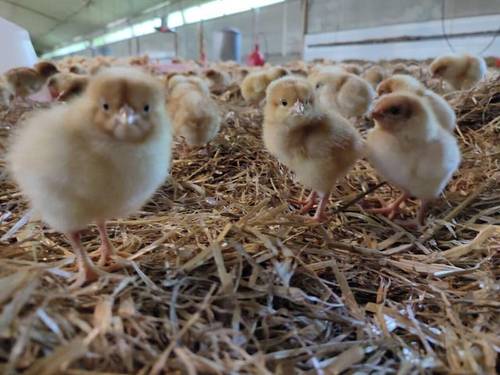 La Ferme Chauvet