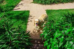 Izgen Bungalows Çıralı