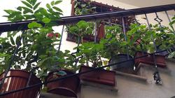 Villa Sphendone Suites
