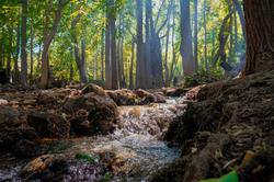 Clean Bungalov Tatil Koyu