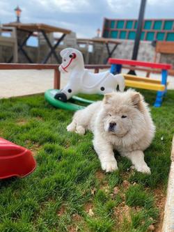 Kartal Yuvası Dağ Evi