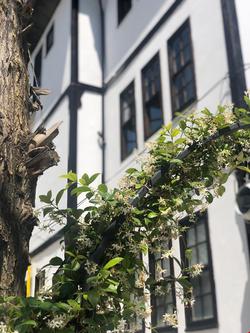 Mor Salkım Konağı