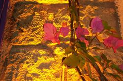 Alaçatı Lavender Butik Otel