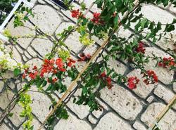 Alaris Hotel Alaçatı