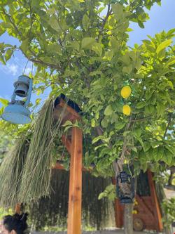 Cielo Limon Butik Otel