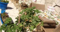 Hotel La Viva Alaçatı