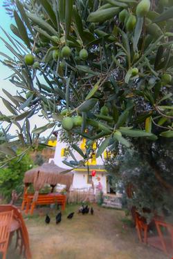 Sirin Baba Koyu Konagi