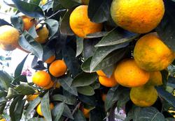 Sirin Baba Koyu Konagi