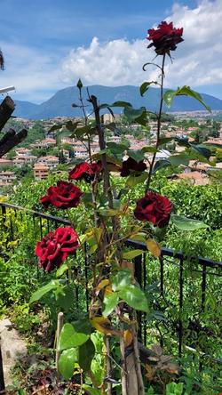 Özçelik Aile Pansiyonu