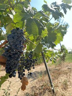 Dessera Vineyards Hotel