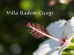 Villa Badem Çiçeği