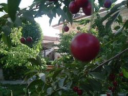 Anatolia Pension