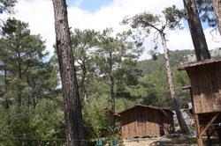 Saban Tree Houses
