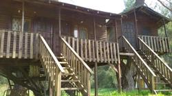 Olympos Woods