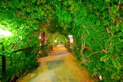 Tropicana  Beach Hotel