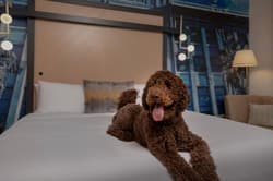 Hotel Indigo Jacksonville-Deerwood Park