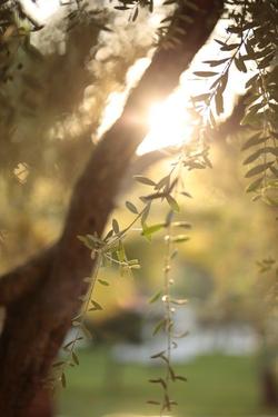 Nomad Lodge Olympos (+18 Adults Only)