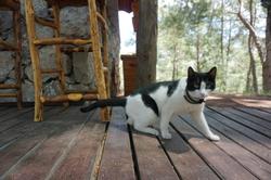Olympos Mitolojik Tanrilar Kulubu