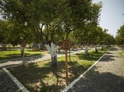 Limon Datça