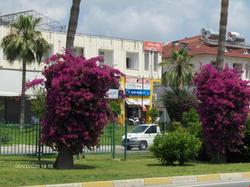 Odessa Otel