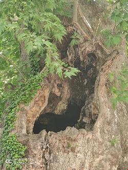 Castle Cave Bungalow Butik Otel