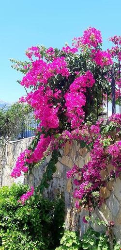 Sevil Sultan Homes Garden