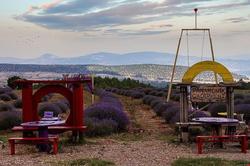 Panoramık Lavanta Çadırı