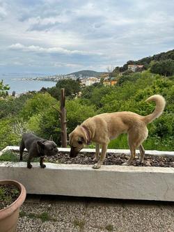 Manzara Ada Tepe