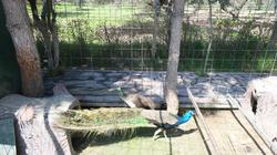 Dream Farm Resort