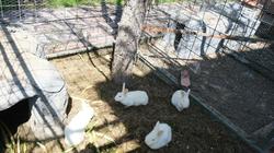 Dream Farm Resort