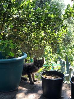 Yesil Vadi Apart Pansiyon