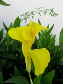 Flower Villa Apart