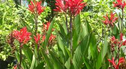 Flower Villa Apart