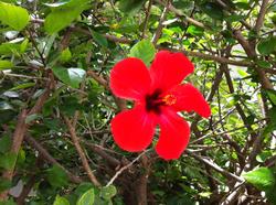 Flower Villa Apart