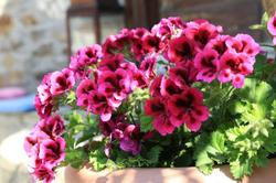 Ephesus Cottages
