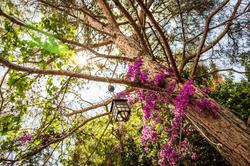 Secret Garden Bungalows & Tent Hotel