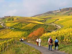 Lindenwirt