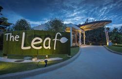 The Leaf on the Sands