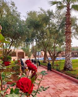 Riad La Maison des Oliviers