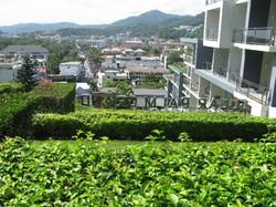 Sugar Palm Grand Hillside