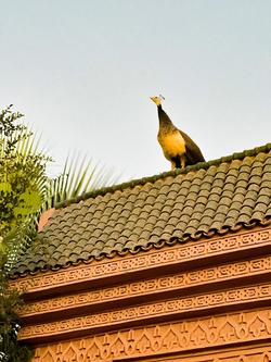 Guest House Qodwa