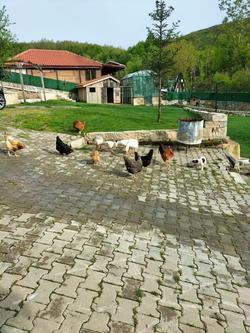 Iznik Candarlı Ciftligi