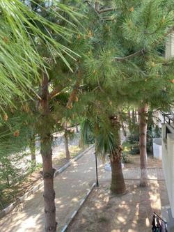 Palm Club Apart Otel